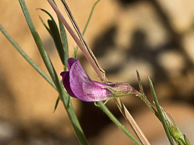 Pluma de ángel (Lathyrus angulatus)