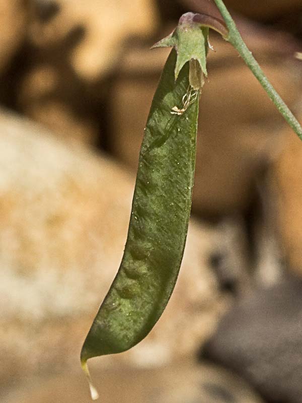 Pluma de ángel (Lathyrus angulatus)