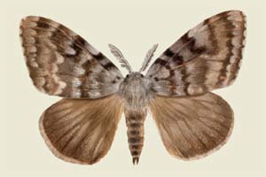 Polilla