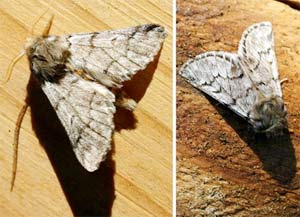 Mariposa de la procesionaria