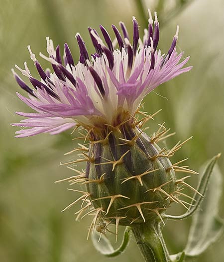 Capítulo del Quiebraraos (Centaurea aspera)