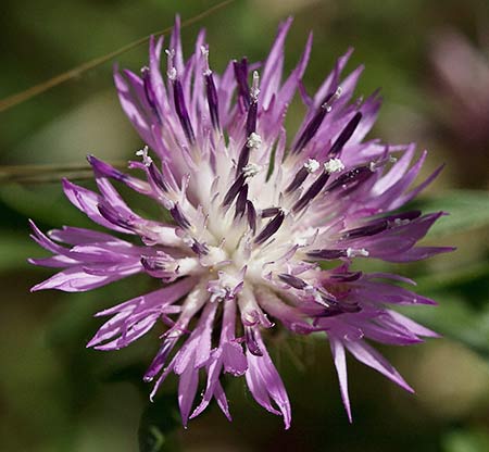 Flor del Quiebraraos (Centaurea aspera)