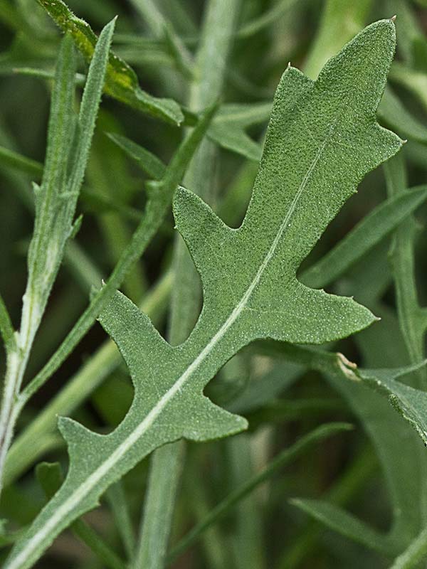 Capítulo del Quibraraos (Centaurea aspera)