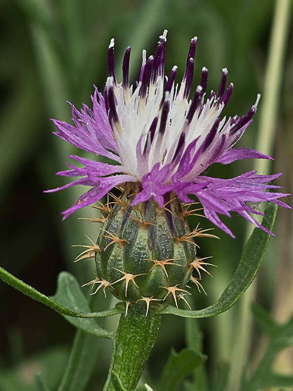 Capítulo del Quibraraos (Centaurea aspera)