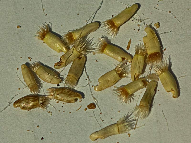 Semillas del Quibraraos (Centaurea aspera)