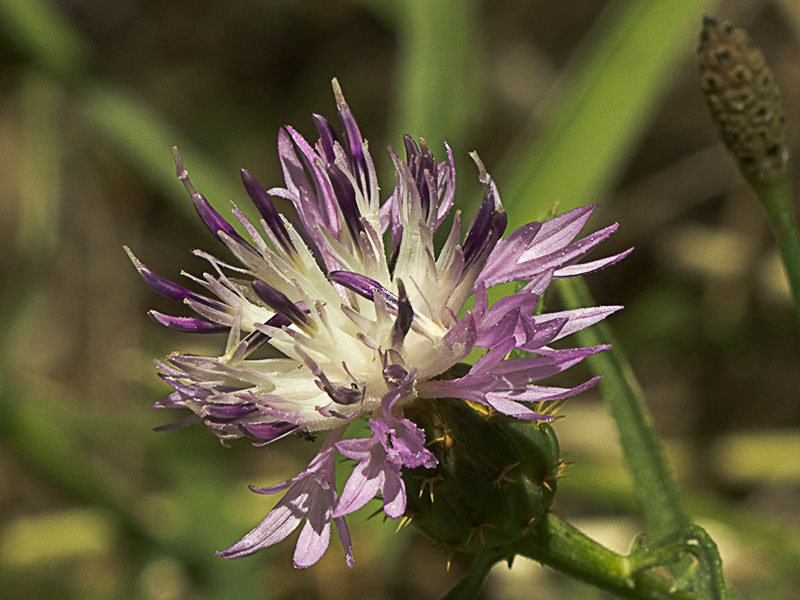 Capítulo del Quibraraos (Centaurea aspera)