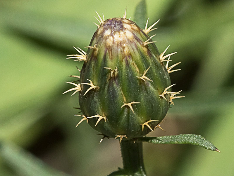 Capítulo del Quibraraos (Centaurea aspera)