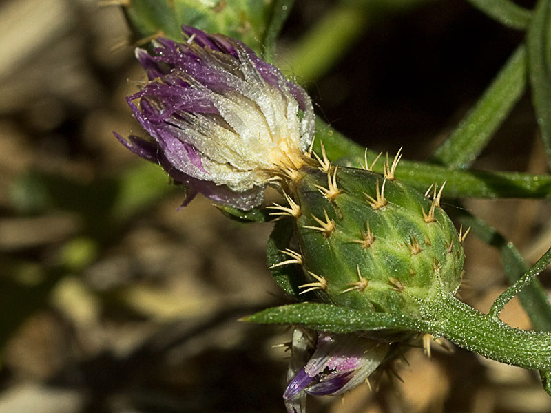 Capítulo del Quibraraos (Centaurea aspera)