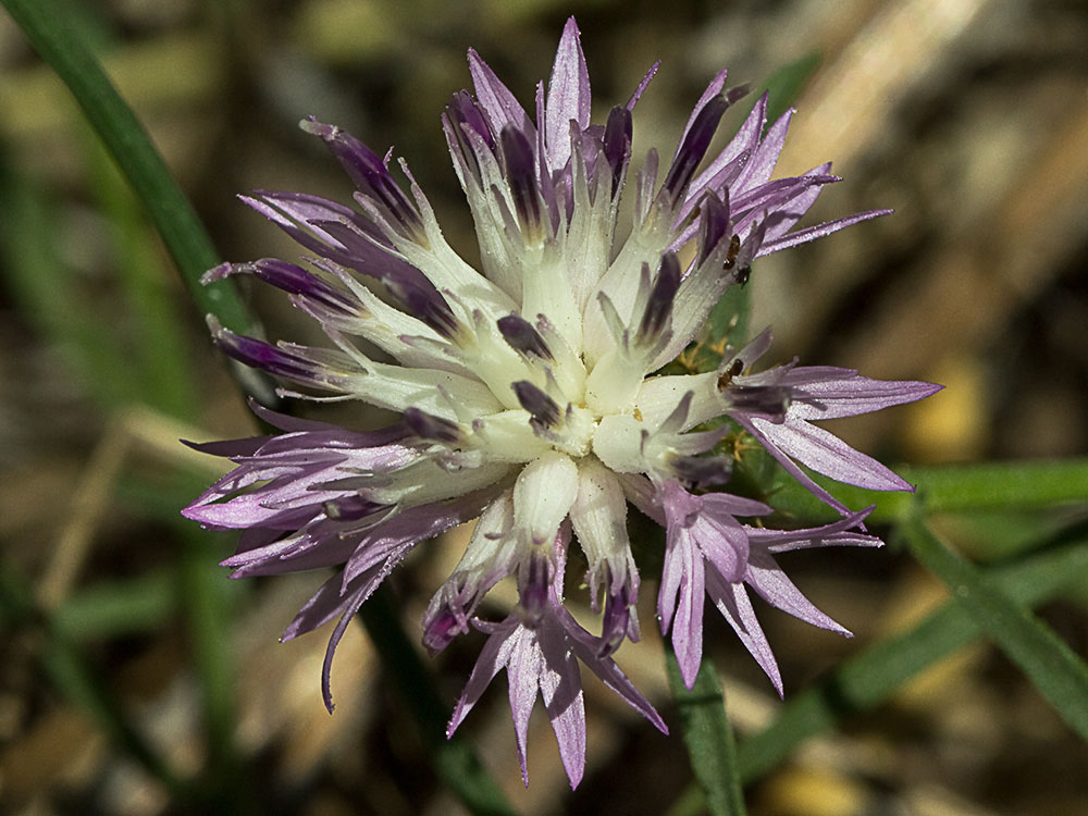 Capítulo del Quibraraos (Centaurea aspera)