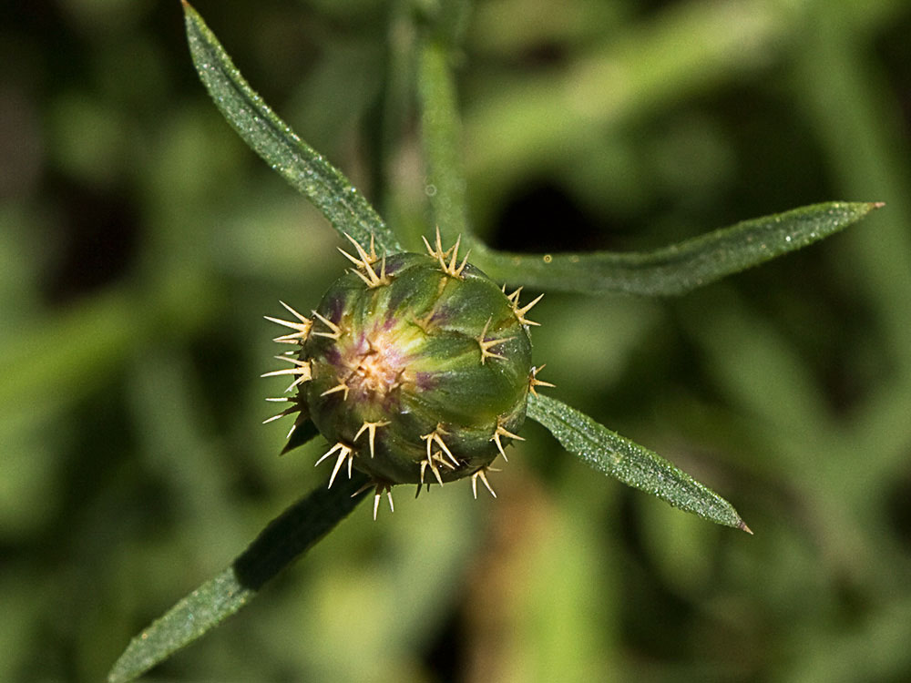 Capítulo del Quibraraos (Centaurea aspera)