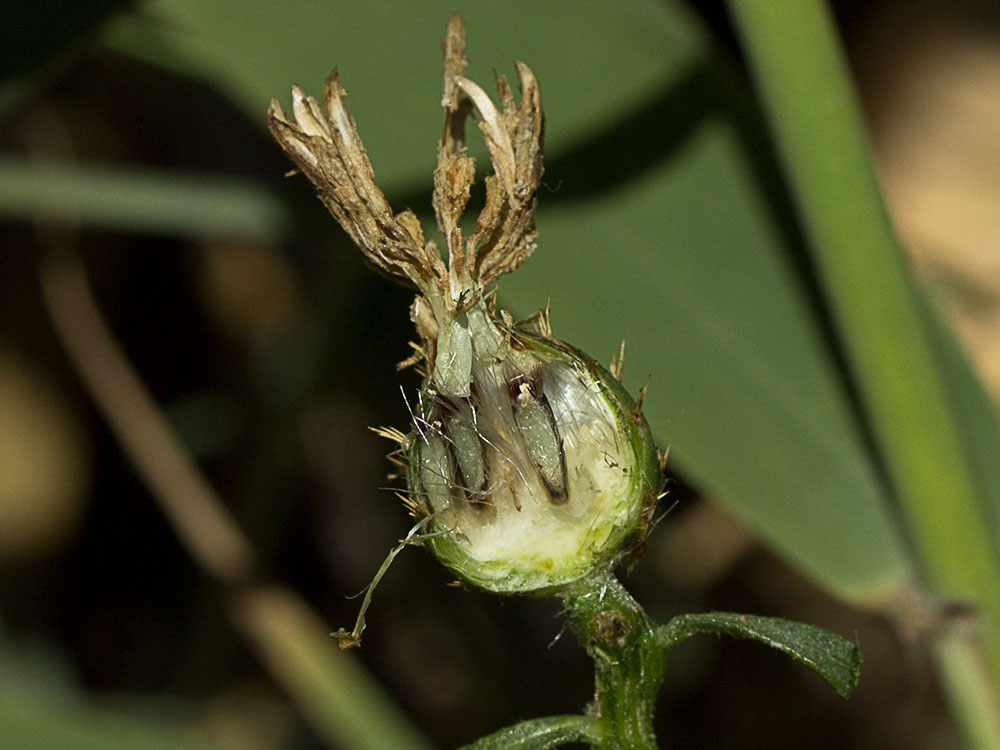Capítulo del Quibraraos (Centaurea aspera)