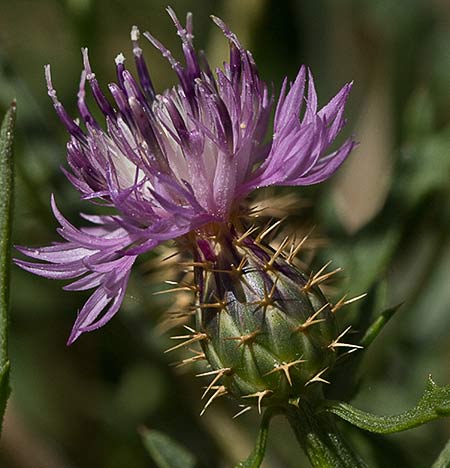 Capítulo del Quibraraos (Centaurea aspera)