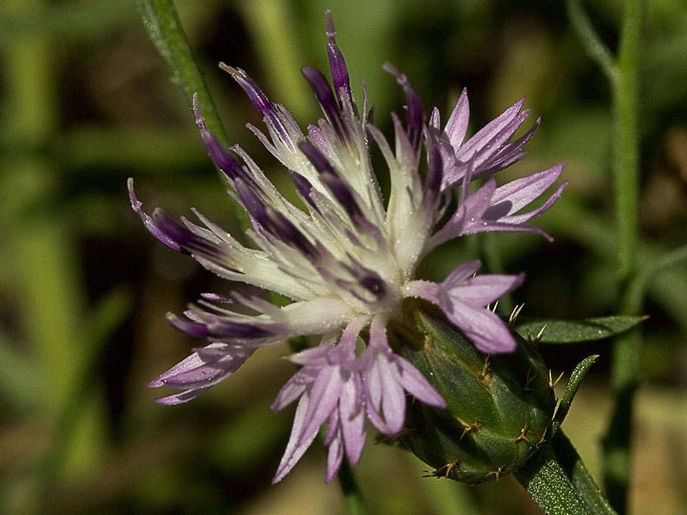 Capítulo del Quibraraos (Centaurea aspera)