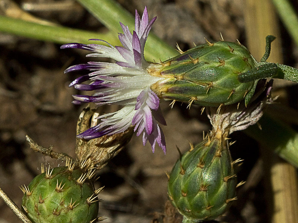 Capítulo del Quibraraos (Centaurea aspera)
