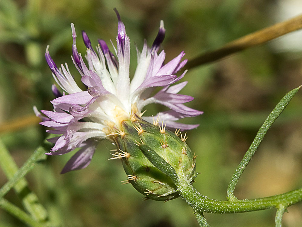 Capítulo del Quibraraos (Centaurea aspera)