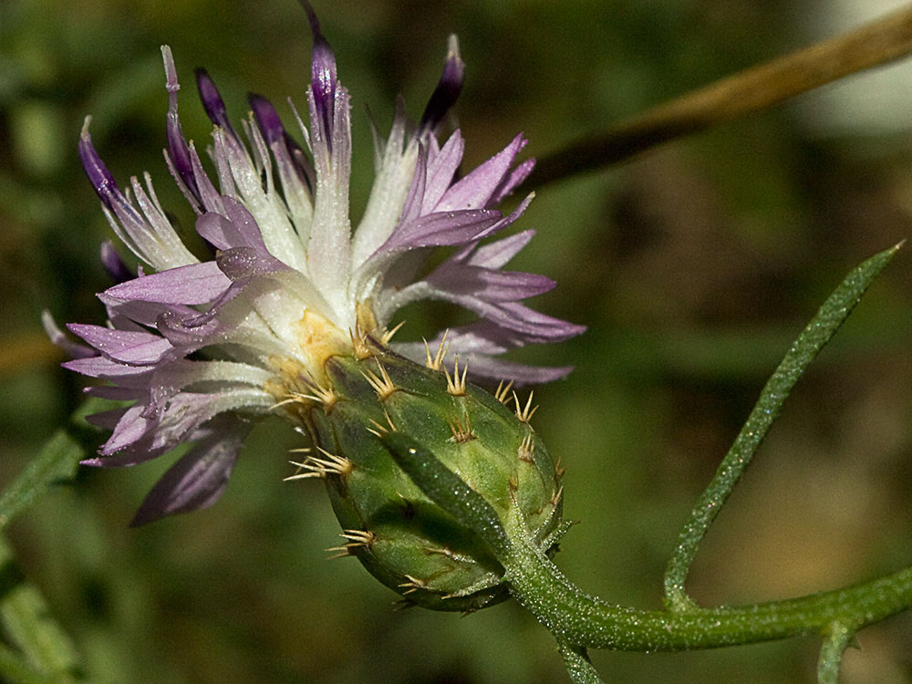 Capítulo del Quibraraos (Centaurea aspera)