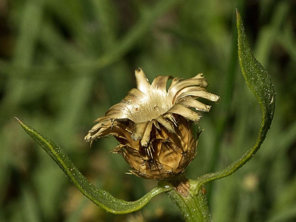 Capítulo del Quibraraos (Centaurea aspera)
