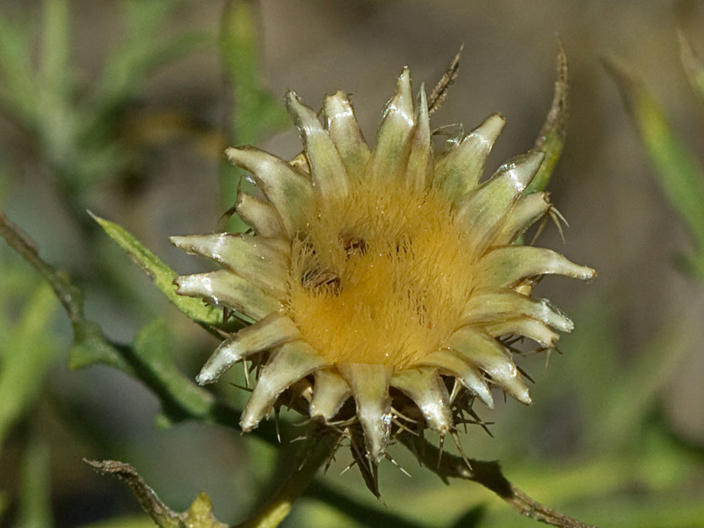 Capítulo del Quibraraos (Centaurea aspera)