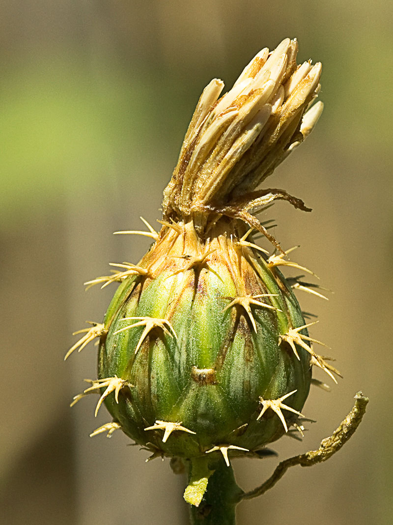 Capítulo del Quibraraos (Centaurea aspera)