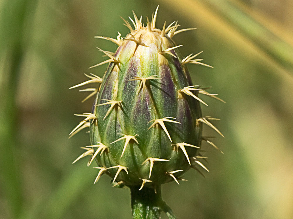 Capítulo del Quibraraos (Centaurea aspera)