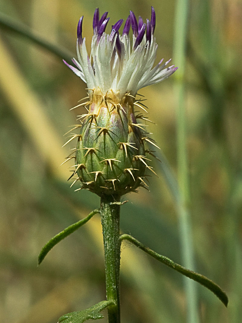 Capítulo del Quibraraos (Centaurea aspera)