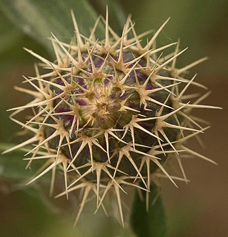 Capítulo del Quibraraos (Centaurea aspera)