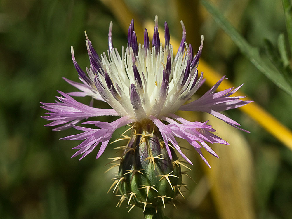 Capítulo del Quibraraos (Centaurea aspera)