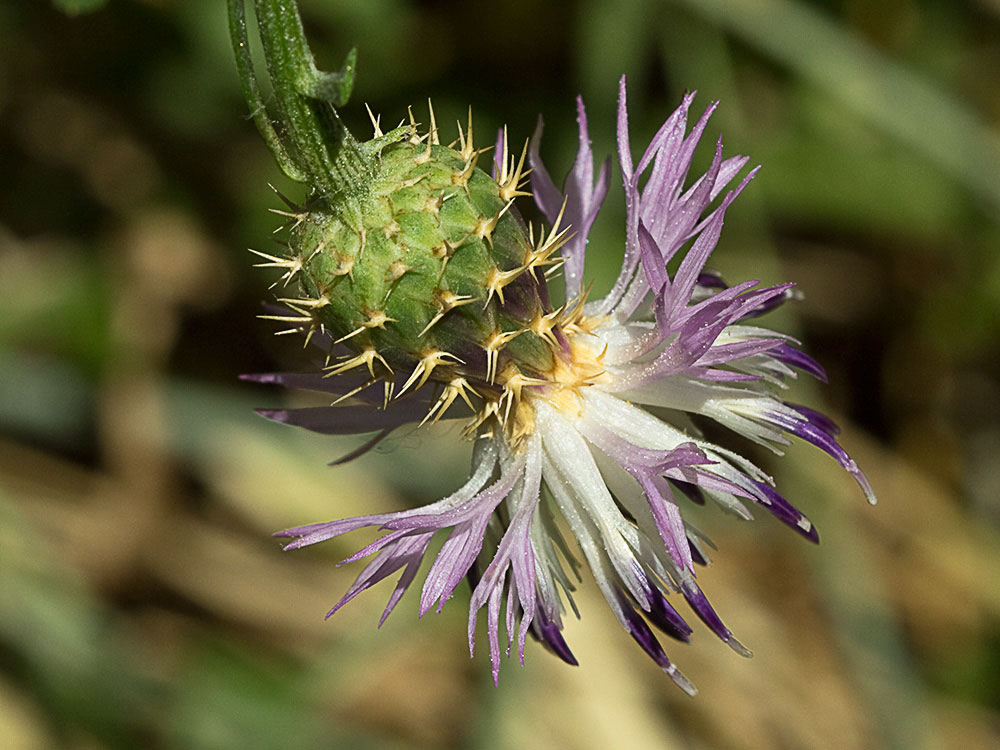 Capítulo del Quibraraos (Centaurea aspera)
