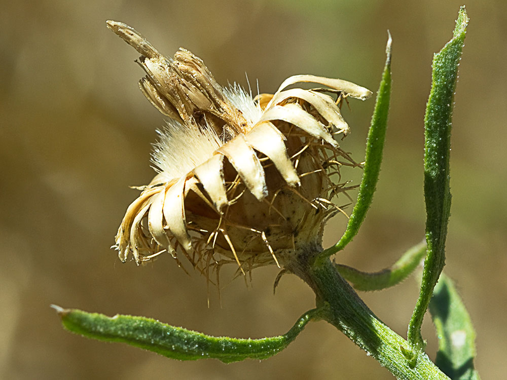 Capítulo del Quibraraos (Centaurea aspera)