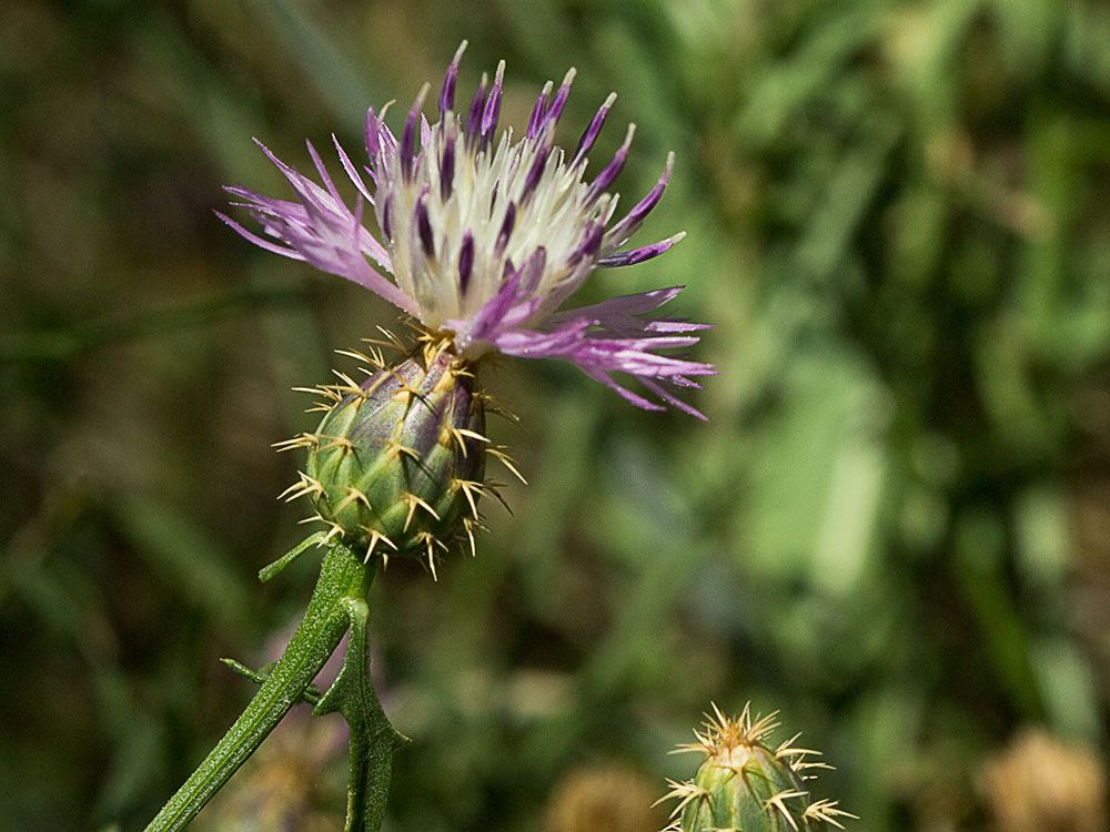 Capítulo del Quibraraos (Centaurea aspera)