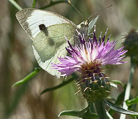 Capítulo del Quibraraos (Centaurea aspera)