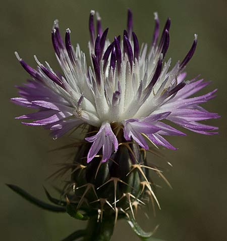 Capítulo del Quibraraos (Centaurea aspera)