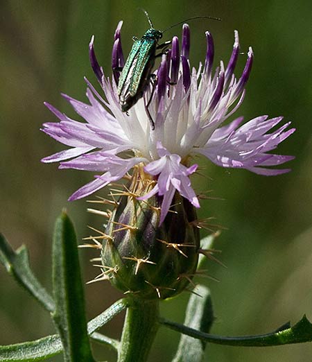 Capítulo del Quibraraos (Centaurea aspera)