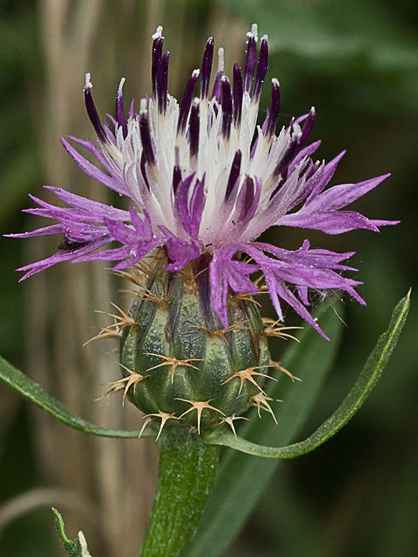 Capítulo del Quibraraos (Centaurea aspera)