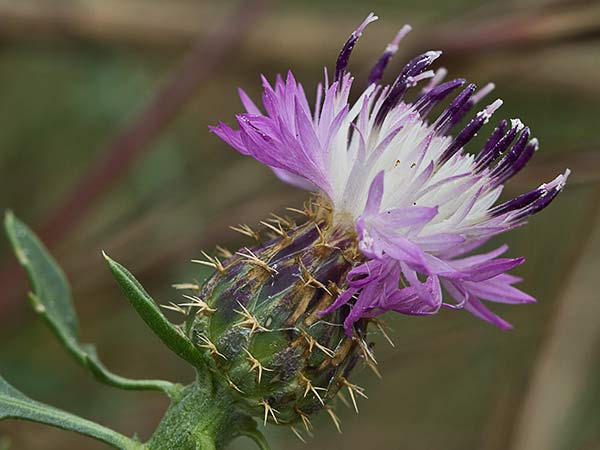 Capítulo del Quibraraos (Centaurea aspera)