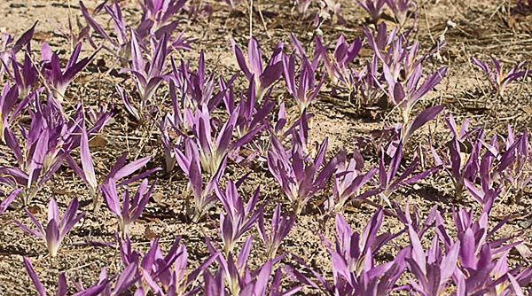 Quitameriendas (Merendera pyrenaica)