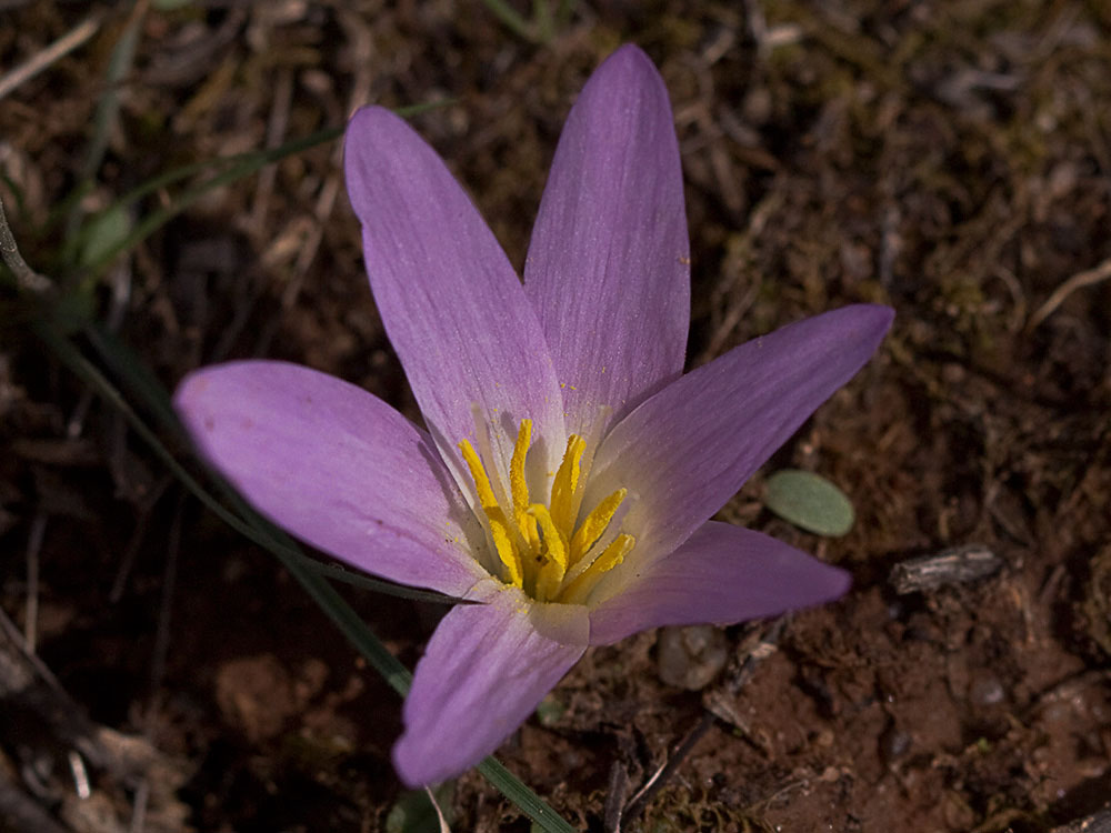 Quitameriendas (Merendera pyrenaica)