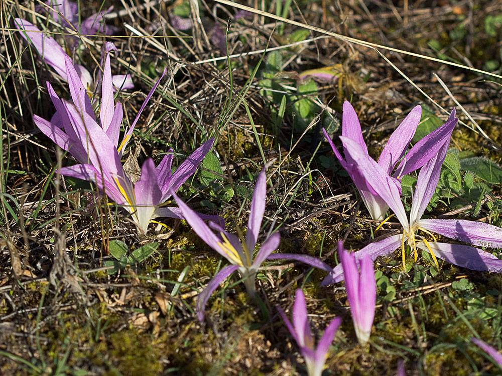 Quitameriendas (Merendera pyrenaica)