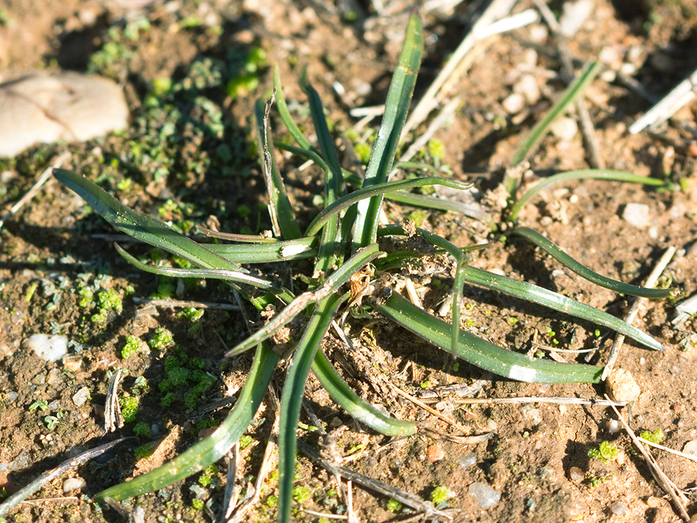 Hojas de la Quitameriendas (Merendera pyrenaica)
