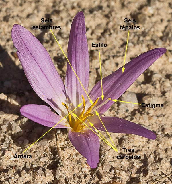 Partes de la flor de la Quitameriendas (Merendera pyrenaica)