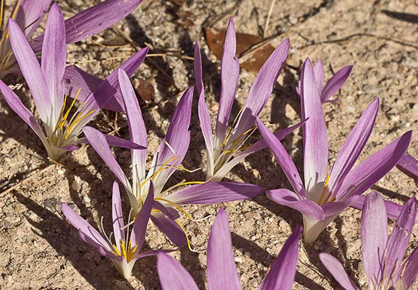 Quitameriendas, merendera (Merendera pyrenaica)