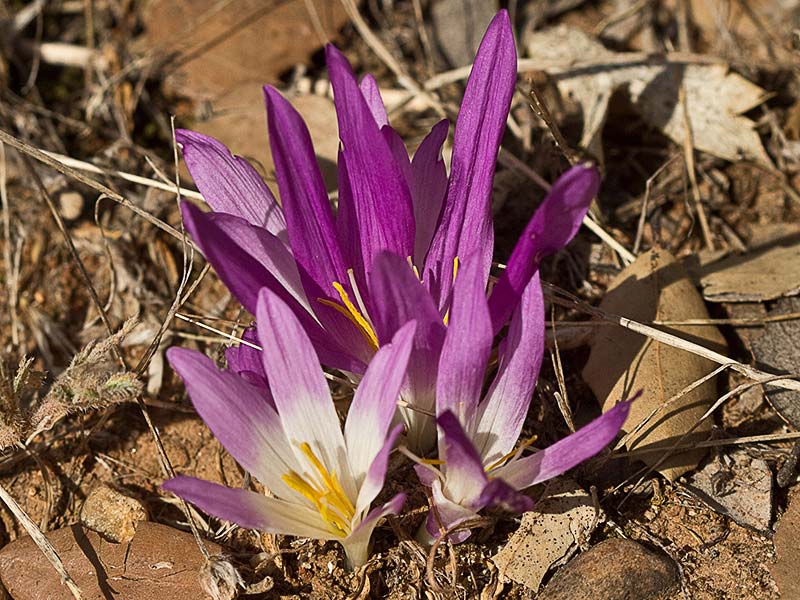 Quitameriendas (Merendera pyrenaica)