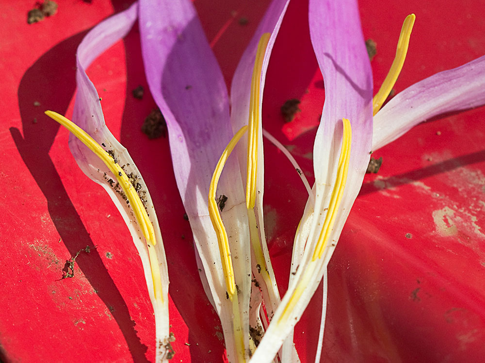 Quitameriendas (Merendera pyrenaica)