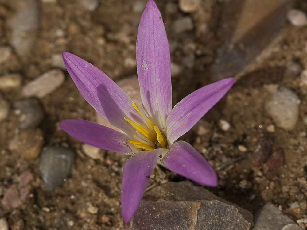 Quitameriendas (Merendera pyrenaica)