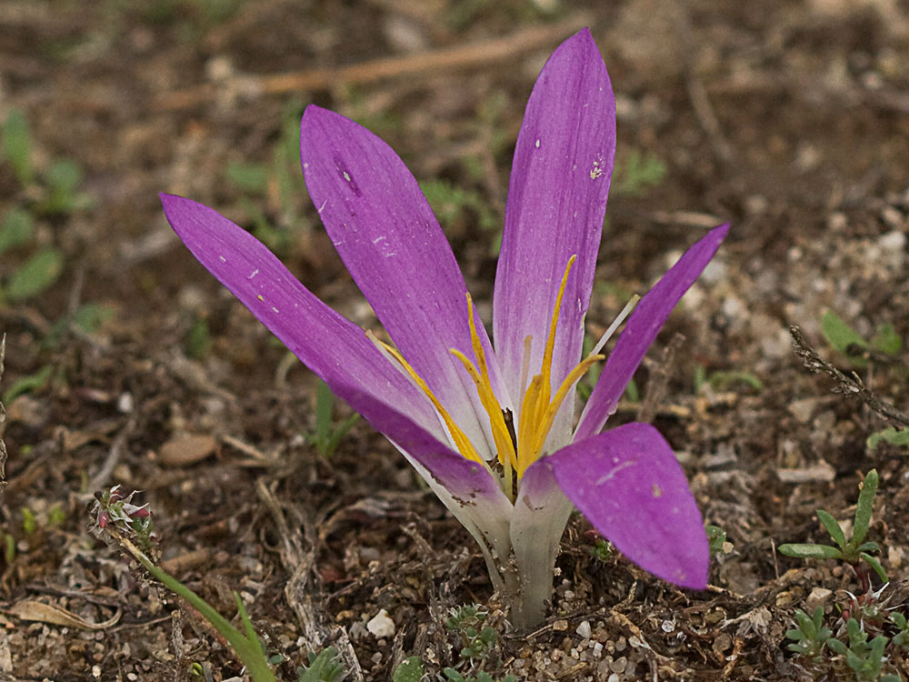 Quitameriendas (Merendera pyrenaica)