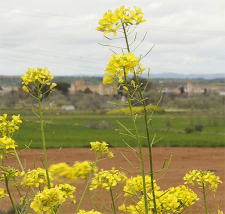Rabanillar