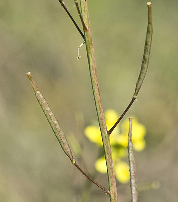 Rabanillo o Jaramago (Diplotaxis virgata)