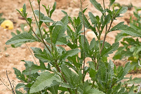 Rabanillo o Jaramago (Diplotaxis virgata)