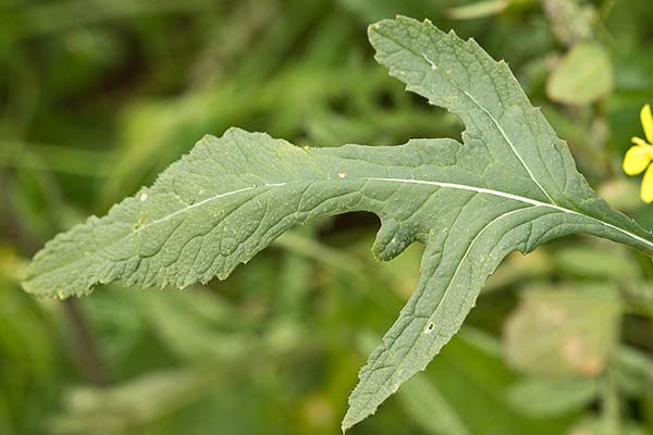 Rabanillo o Jaramago (Diplotaxis virgata)
