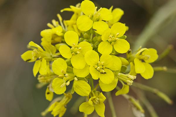 Rabanillo o Jaramago (Diplotaxis virgata)